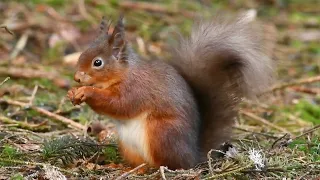 Red Squirrels and a feisty wee Siskin enjoying a feed in the woods 😍😍😍