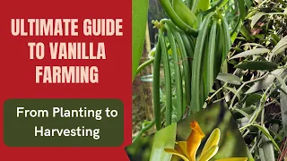 Ultimate Guide to Vanilla Farming: From Planting to Harvesting