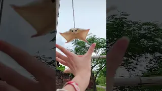 Flying Squirrel  Cute Sugar Glider  Flying And Landing in Hand #shorts #ShortsVideo #YoutubeShort