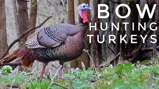 Bow Hunting Turkeys in Iowa