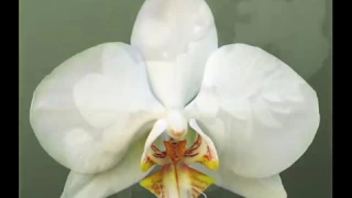 Сорта фаленопсисов - цвет БЕЛЫЙ (White phlaenopsis catalog)