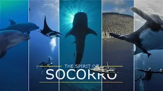 The spirit of Socorro – Diving in Socorro Island Mexico | Tauchen in Socorro Mexiko 4K