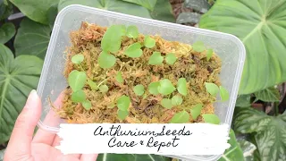 Anthurium Seeds | Care & Repot | Sam's Greenhouse