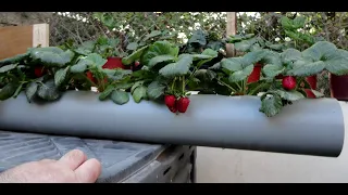 Strawberry Pipe Planter