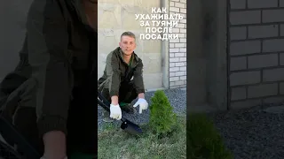 Как ухаживать за туями после посадки