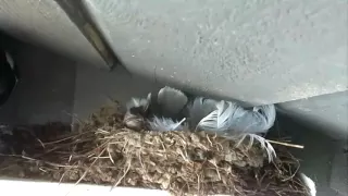 Magpie KILLS and STEALS four Barn Swallow Chicks