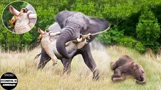 ¡Espantado! El Elefante Loco Mata Al León Para Vengar Al Elefante Bebé Y ¿Qué Pasa Después?