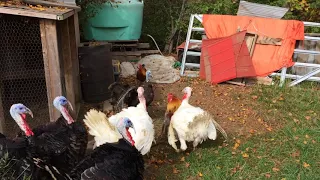 Junkyard chicken fights: Wild turkey vs Rooster