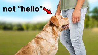 The Real Reason Dogs Sniff Your Crotch Is Weird