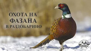 Охота на фазана в Раздобарино.