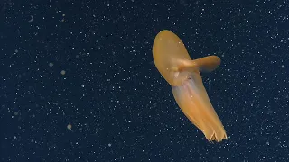 Orange Dumbo Octopus | Nautilus Live