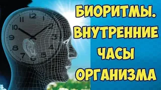 БИОРИТМЫ. Как поднять работоспособность при помощи биоритмов.Внутренние часы организма