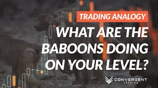 What Are The Baboons Doing on Your Level?