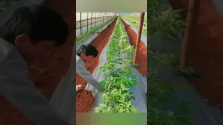 Tomato Farming Techniques For More Roots to grow and More Tomatoes #satisfying #short