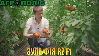 Ранньостиглий дуже врожайний гібрид томата селекції Рійк Цваан – Зульфія RZ F1