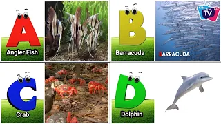 Phonics for Kids | Sea Animals Alphabet Song for Kids | Learn ABC, ABC Kids, Baby, Alphabet Letters