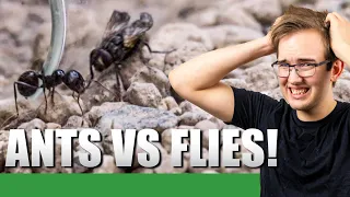 GIVING MY ANTS LIVE FLIES  | Old Messor Barbarus Update #8 - Ant Holleufer