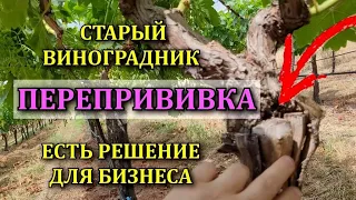 ПЕРЕПРИВИВКА СТАРОГО ВИНОГРАДНИКА ЛУЧШИЙ СПОСОБ