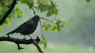 Chill music #rain #birds #work listen while work and relax