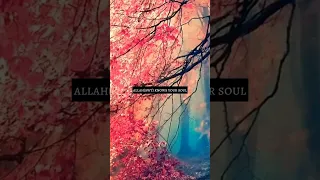 Allah Knows You Personally | Trust Allah #shorts #islam