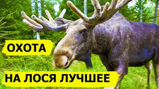 Охота на лося. Лучший выстрел. Охотничьи приключения в Норвегии/NORDIC WILD HUNTER Охотник и рыболов