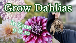 How to SUCCESSFULLY grow dahlias in zones 9 & 10 | Planting, staking & pest control