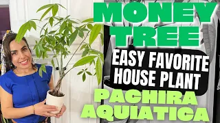 MONEY TREE (PACHIRA AQUATICA) Care Tips and Repot with me😍Growing Big LEAVES!