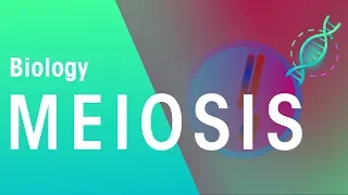 Meiosis | Genetics | Biology | FuseSchool