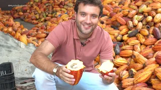 Producão de amêndoas de cacau na fazenda da Cacau Show, em Linhares