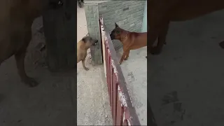 😂Heart Touching Funny Animals🐕 Video 😂😂🤣 #1