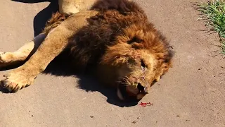 Top 10 Moments Lions are Killed by Their Prey