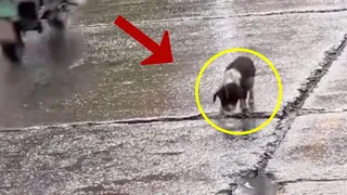 Under the heavy rain, the puppy dragged his wounded body to the trash can in search of food