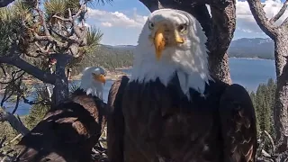 FOBBV🦅A Day In The Life Of Jackie & Shadow❤️️Wonderful Gift Of Their Presence🌲2024-04-24