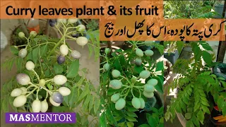 How curry leaves plant and curry fruits look like? [Urdu/Hindi][MASMentor]