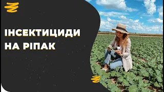 ЗАХИСТ РІПАКУ🌱  ВІД ШКІДНИКІВ🐛🦗🐜