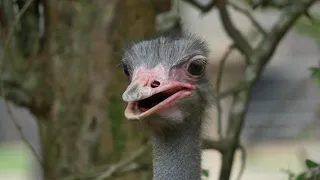 Close up shot of ostrich at the ostrich farm   Free HD Video Clips  Stock Video Footage at Videezy