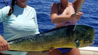 5 Facts You Didnt Know About Mahi Mahi in 4K