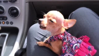 Beanie the singing chihuahua