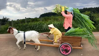 Cutis take goat harvest grass helps mom feed cows