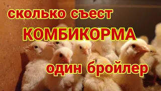 Бизнес на бройлерах, сколько нужно комбикорма для одного бройлера, подробный расчёт комбикорма