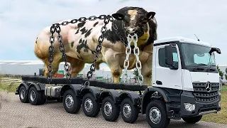 Incredible Farming technology: How does cow farming take place? Role of farming transport trucks