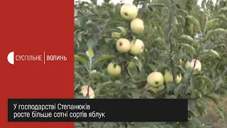 Унікальний сад на Волині: сотні сортів фруктів та горіхів