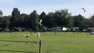 domestic geese flying with wild geese