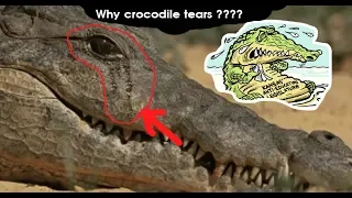 Things you didn't know about Crocodiles - Animal Facts