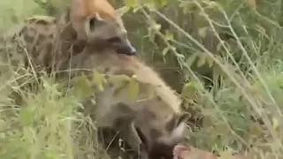 Mating hyenas is very strange....تزاوج الضباع غريب جدا