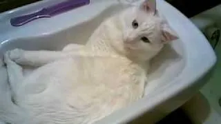 Кот в раковине. Cat in the sink.mp4