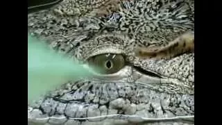 Крокодил нильский изволит откушать