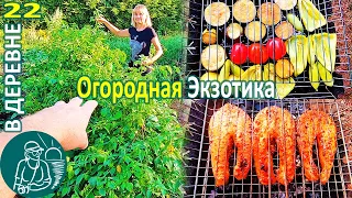 🥦 Экзотика в огороде 🍅 Рецепты: овощи и рыба на мангале 🏡 Жизнь Гордеевых в деревне - Влог 22