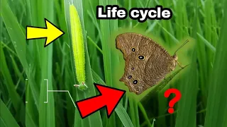 Life Cycle of a Butterfly in real life - 3 min ! (Evening Brown Butterfly) #trending #butterfly