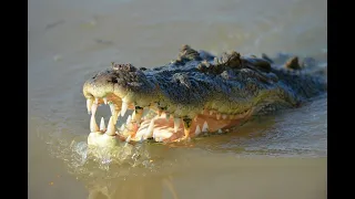 Крокодил людоед! Гигант мира животных-самый большой крокодил. (Документальный фильм)